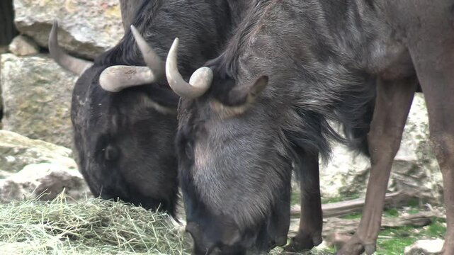 gnou bleu, en gros plan, en train de manger