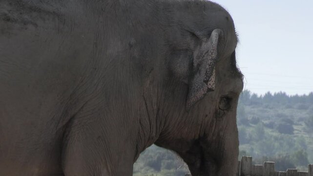 &eacute;l&eacute;phant, en gros plan, dans un parc animalier