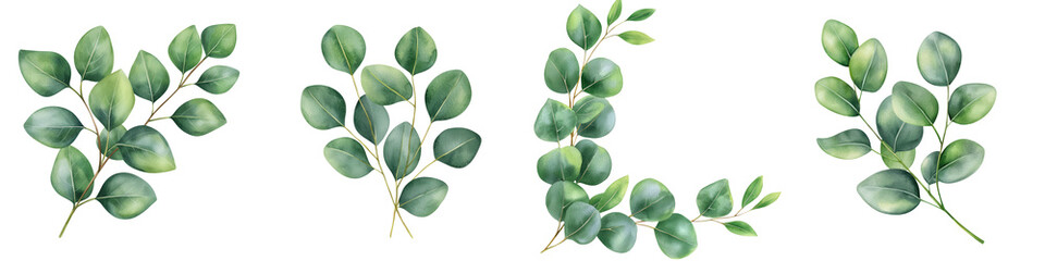 Watercolor Eucalyptus Leaves  for Creative Projects