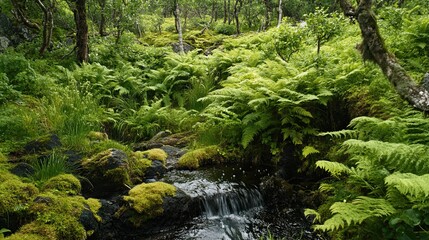 Lush forest stream flows through ferns and moss. Nature background for serenity, peace, and tranquility