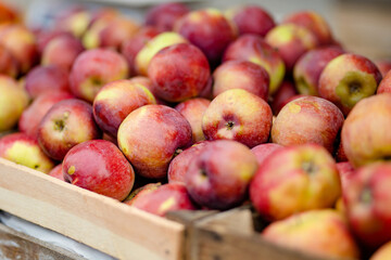 Fresh red and yellow apples in wooden crates sold on farmers food market during spring fair in Vilnius, Lithuania