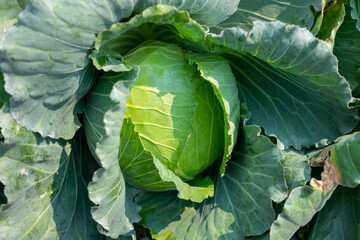 cabbage in the garden