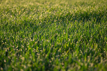 Agricultural field of winter wheat in dew drops in the morning. Early fresh morning photo of grass in water drops
