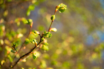 Linden tree with buds and young leaves in spring. Branch of linden tree against morning sun in spring