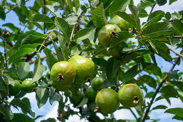 green guava on tree