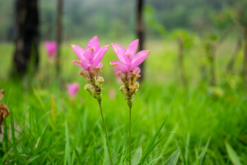 purple flowers in the grass