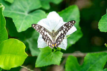 butterfly on a flower