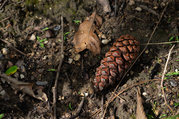 pine cone on the ground