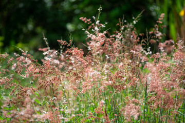 wild flowers in the field