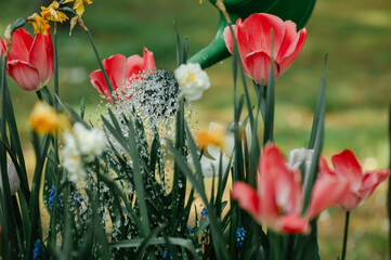 Frühlingsblumen gießen – Tulpen und Narzissen im Garten, Schrebergarten mit Hochbeet und...