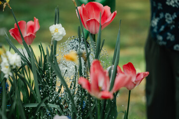 Frühlingsblumen gießen – Tulpen und Narzissen im Garten, Schrebergarten mit Hochbeet und...