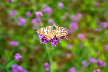 butterfly on flower
