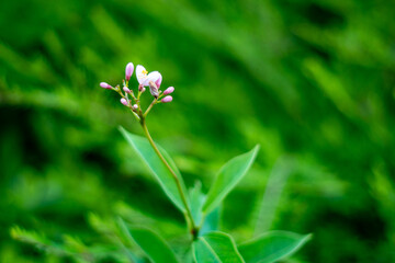 Fototapeta premium pink flowers in the garden
