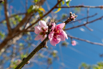pink cherry blossom