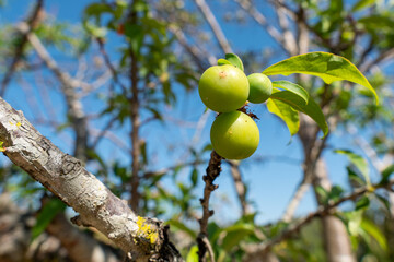 apples on tree