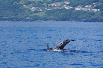 Fototapeta premium Diving Risso's dolphin, Grampus griseus, with scarred tail.
