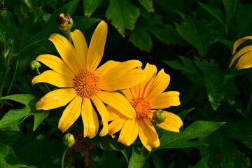 Tree Marigold flowers in natural morning light with green leaves background.