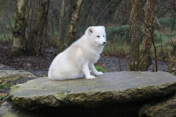 Obraz premium Arctic fox sitting on a rock in Wild Ireland wildlife sanctuary, Burnfoot, Co Donegal, Ireland. 