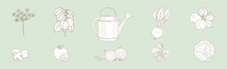 Sketch Garden Vegetable and Fresh Agricultural Crop Vector Set