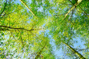 Spring forest trees landscape - green branches of forest trees extend to the blue sky in sunny day
