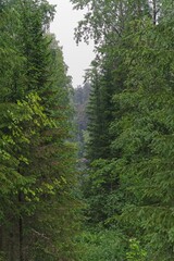Fototapeta premium A clearing in a spruce forest on Valaam Island. 