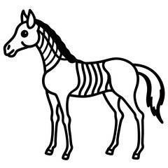 horse skeleton
