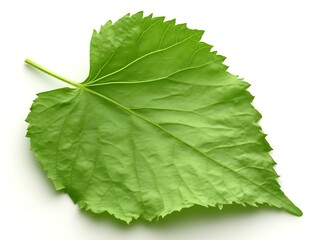 Single green leaf isolated on white.