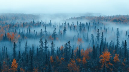 Obraz premium Misty Autumn Forest: An Aerial View of Serenity