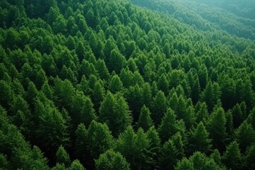 Obraz premium Aerial view of lush green hillside forest, misty mountains