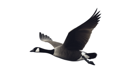 Flying geese isolated on a white background