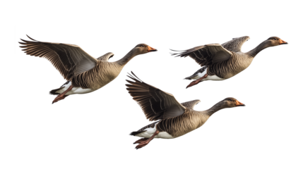 Flying geese isolated on a white background