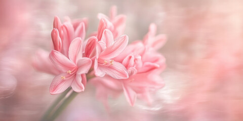 Fototapeta premium Gentle pink hyacinth floral detail