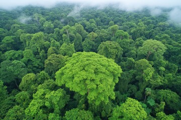 Aerial Rainforest Canopy, Foggy Mountains, Lush Greenery, Conservation