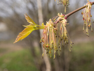 branch of a blooming maple