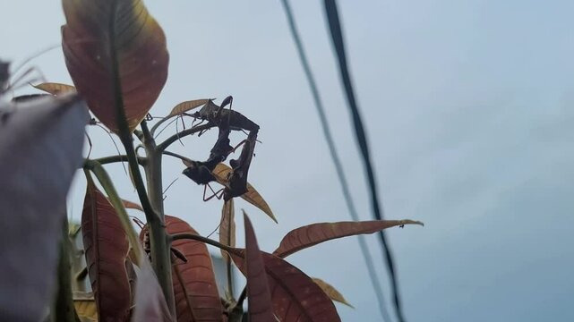 Coreidae insect perched on a mango leaf