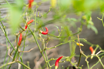 Vibrant Chili Peppers on a Plant