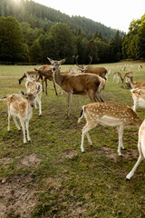 Herde von Rehen am Waldrand