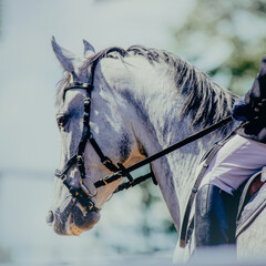 A beautiful gray horse with a dappled coat competes in dressage events in the bright sunlight. This image represents the world of equestrian sports and the joy of horseback riding.