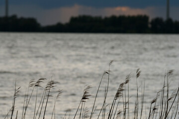 Calm waters reflecting dark clouds with tall grasses swaying gently along the shoreline at dusk in...