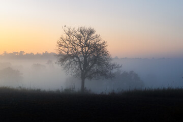 Trees in the morning with mist in the background, beautiful landscape