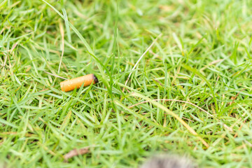 Cigarette Butt on Green Grass