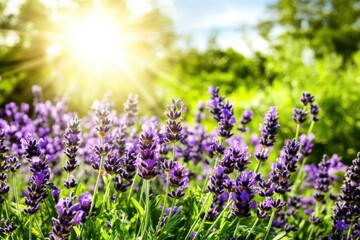 Obraz premium A vibrant field of lavender blooms basking in sunlight, surrounded by greenery, creating a serene and picturesque landscape.