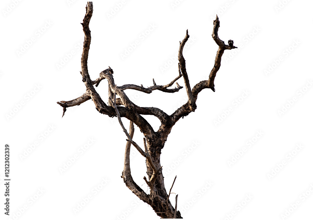 Wall mural branch of dead tree with clipping path isolated on white background.