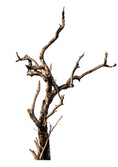 Fototapeta premium Branch of dead tree with clipping path isolated on white background.