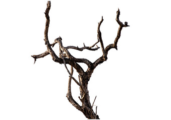 Branch of dead tree with clipping path isolated on white background.