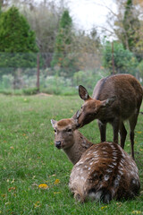 Two deer observed in a tranquil meadow filled with greenery, one gently nuzzling the other as the colorful leaves hint at autumn's arrival in a wildlife sanctuary.