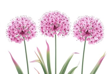 Obraz premium Stunning Allium Flower Close-Up: Vibrant Purple Bloom, Detailed Petals, Botanical Illustration bulb 