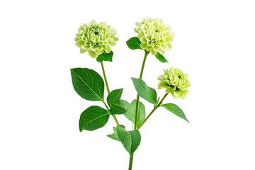 Naklejka premium Vibrant Charlotte Green Plant: Three Flowers, Five Leaves, Lush Greenery flora fresh image leafy 