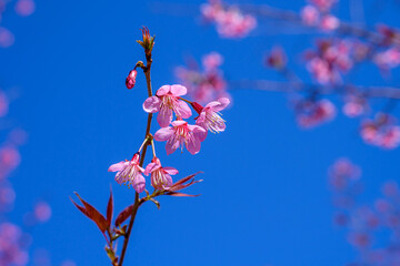 Blossom of Wild Himalayan Cherry or Giant tiger flower on blue sky background in Chiang mai, Thailand.