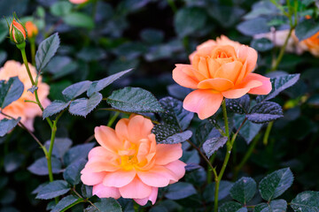Spray Rose Lovely flowers blooming in the garden, in Thailand.